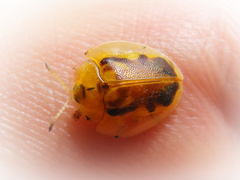Eurypepla brevilineata