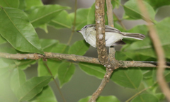 Phyllomyias sclateri