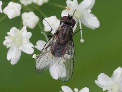 Limnophora maculosa