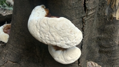 Ganoderma