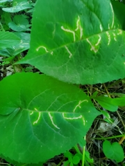 Scrobipalpula manierreorum