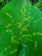 Scrobipalpula manierreorum