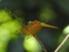 Neurothemis ramburii
