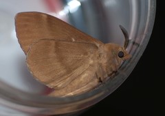 Dendrolimus superans