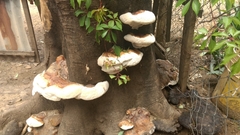 Ganoderma