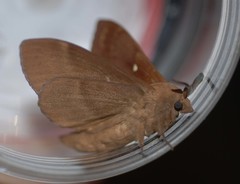 Dendrolimus superans