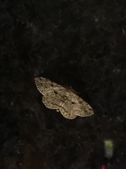 Peribatodes rhomboidaria