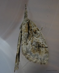 Dasychira obliquata
