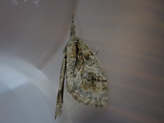Dasychira obliquata