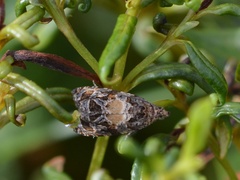 Olethreutes osmundana