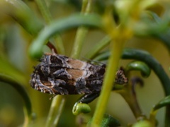 Olethreutes osmundana