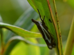 Crambus bidens