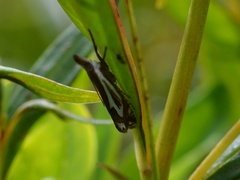 Crambus bidens