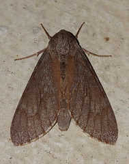 Lapara coniferarum