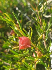 Dodonaea hexandra