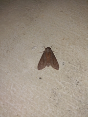 Lapara coniferarum