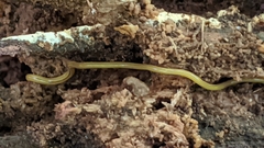 Bipalium kewense