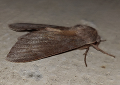 Lapara coniferarum
