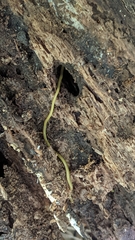 Bipalium kewense