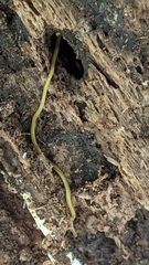 Bipalium kewense