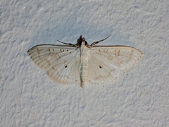 Palpita horakae