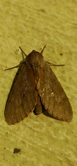 Lapara coniferarum