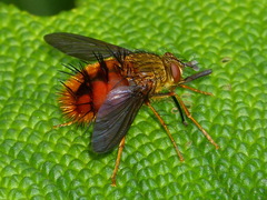 Adejeania