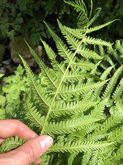 Oreopteris quelpartensis