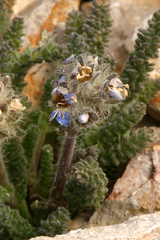 Polemonium chartaceum