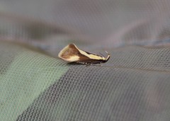 Harpella forficella