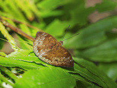 Euthalia monina monina