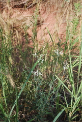 Eriogonum annuum