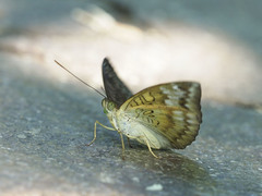 Euthalia monina monina