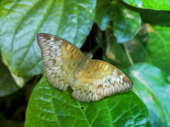 Euthalia monina monina