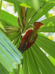 Chrysophlegma miniaceum