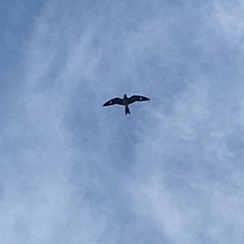 Chordeiles minor image