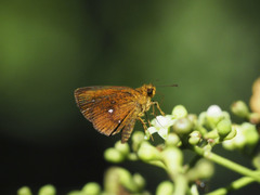 Iambrix salsala salsala