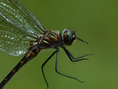 Dorocordulia lepida