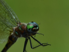 Dorocordulia lepida