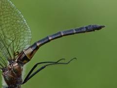 Dorocordulia lepida