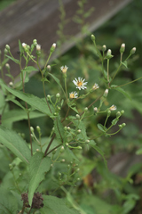 Eurybia furcata