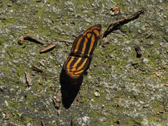 Lasippa tiga siaka