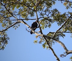 Buteogallus schistaceus