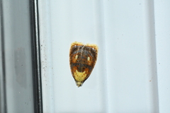 Acleris curvalana
