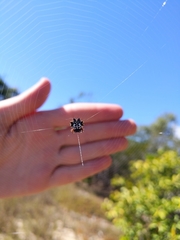 Gasteracantha sacerdotalis