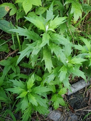 Artemisia tilesii