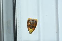 Acleris curvalana