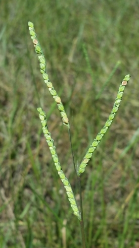 Image of Paspalum laeve by (c) Jay Horn, some rights reserved (CC BY)