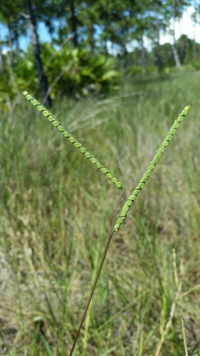 Image of Paspalum laeve by (c) Jay Horn, some rights reserved (CC BY)