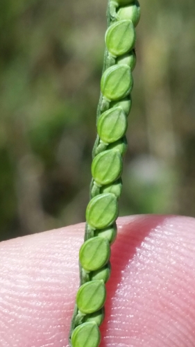 Image of Paspalum laeve by (c) Jay Horn, some rights reserved (CC BY)
